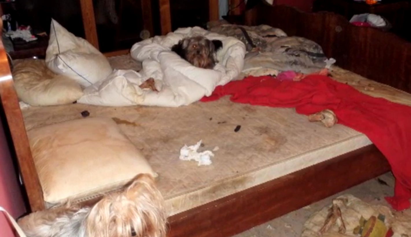 Šokējoša izturēšanās pret 40 suņiem Mārupē. Trīs mīluļi miruši nehigiēniskos apstākļos (Attēls 1)