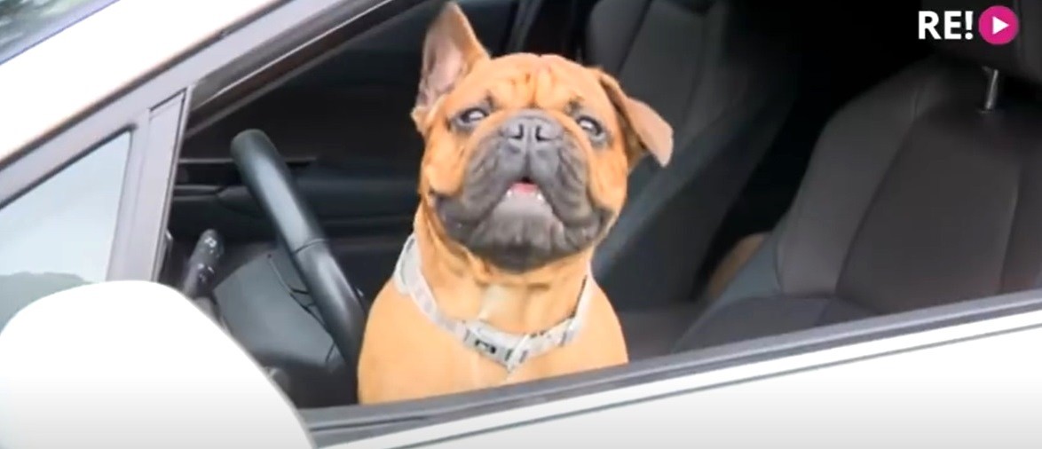 Babītē nofilmēts, kā dzērājšoferis metas bēgt, atstājot suni un draudzeni šosejas vidū. KINO CIENĪGS VIDEO (Attēls 0)