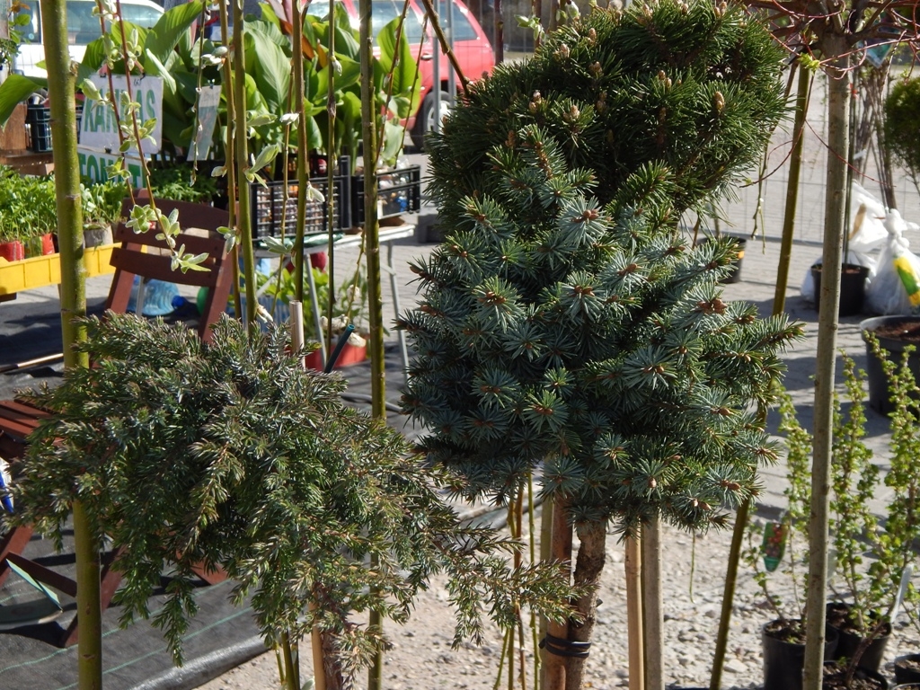 Izstāde Nature Expo 2016 - darbiem dārzā, mežā un uz lauka (Attēls 3)