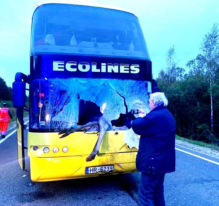 Šaušalīgā autokatastrofā Līvānos alnis ielido pasažieru autobusa salonā. FOTOGALERIJA (Attēls 0)