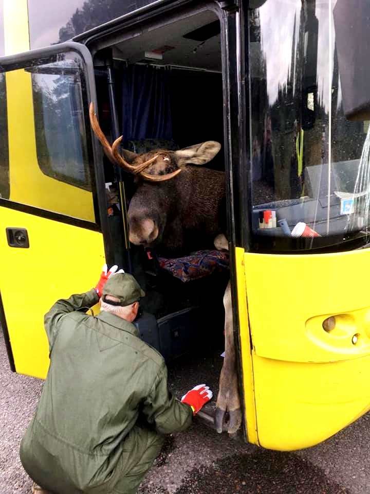 Šaušalīgā autokatastrofā Līvānos alnis ielido pasažieru autobusa salonā. FOTOGALERIJA (Attēls 1)