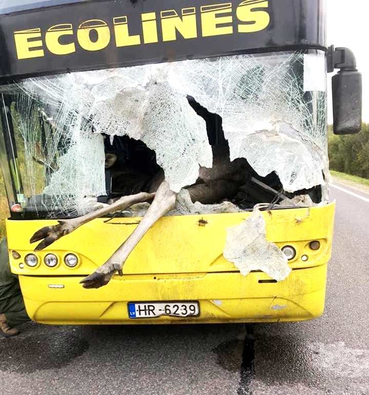 Šaušalīgā autokatastrofā Līvānos alnis ielido pasažieru autobusa salonā. FOTOGALERIJA (Attēls 3)