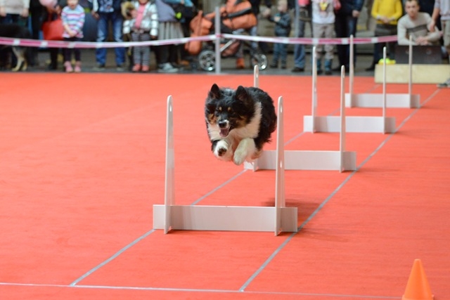 Skaistākie, gudrākie un dižciltīgākie! Suņu un kaķu izstāde Ķīpsalā 'Latvijas uzvarētājs 2023'. FOTO (Attēls 3)
