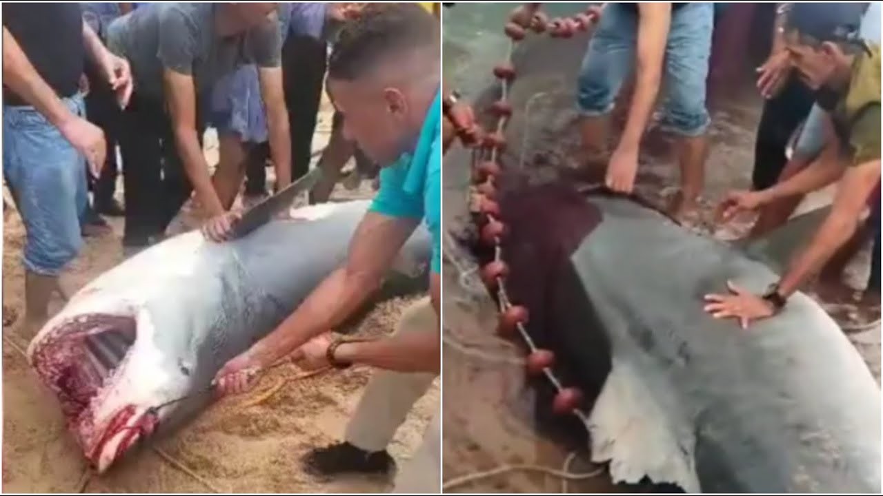 Asiņainais un letālais tīģerhaizivs uzbrukums krievam nofilmēts no diviem rakursiem. EKSKLUZĪVS VIDEO (Attēls 0)