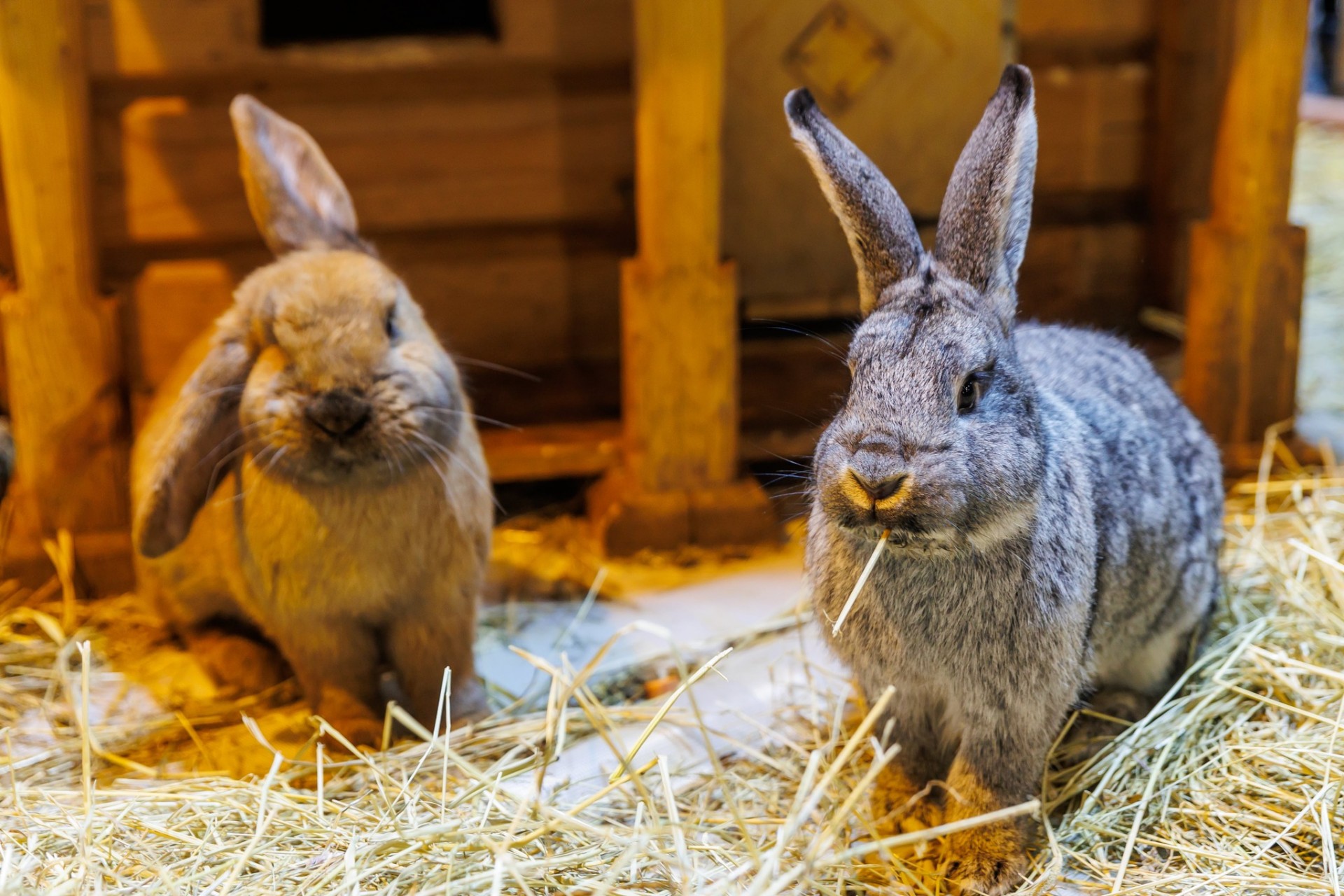 Retu šķirņu suņi un kaķi, truši un poniji, pundurkaziņas un zirnekļi, apburošs bruņurupucis - izstāde ZooExpo 2023  (Attēls 1)