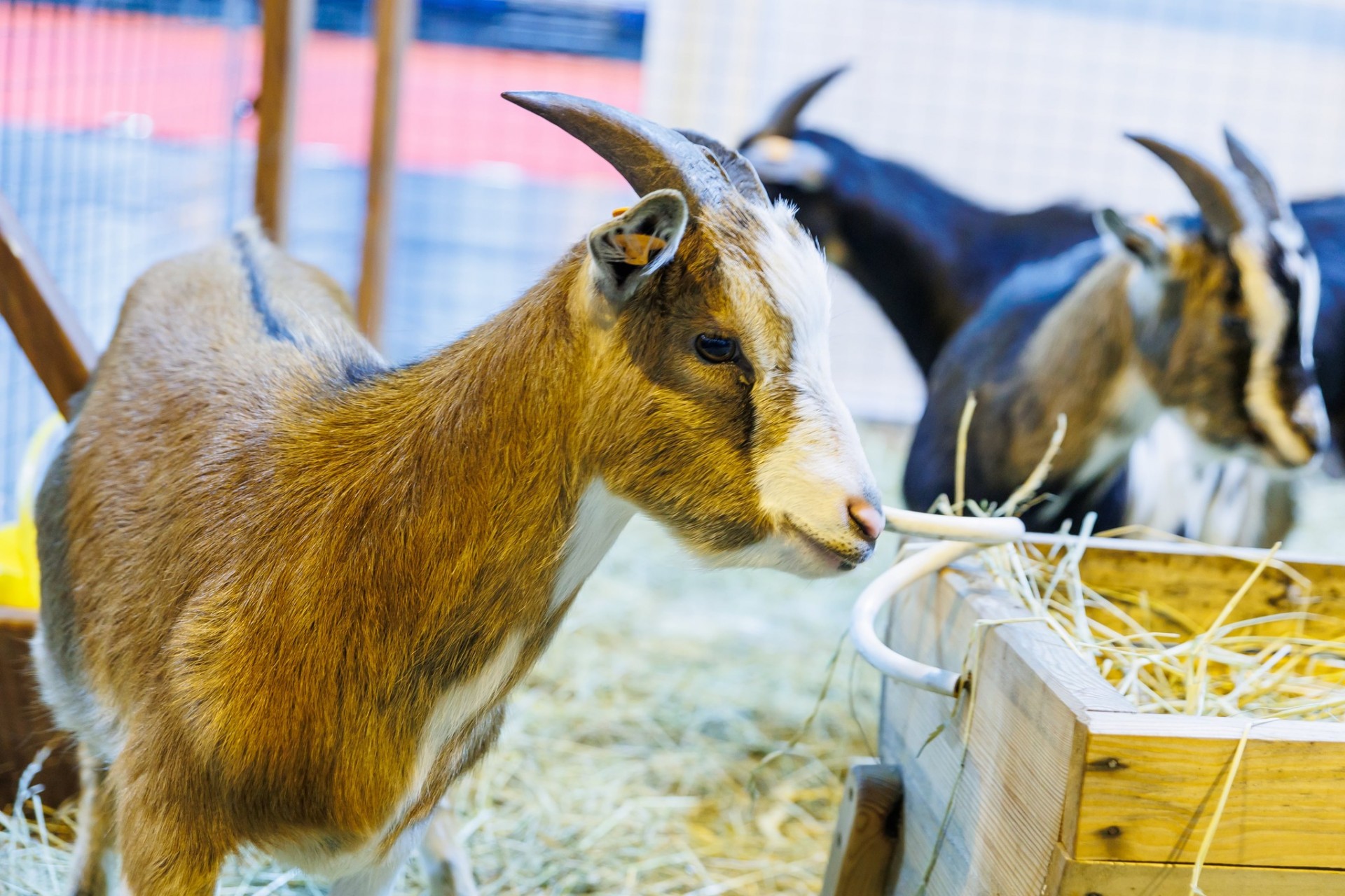 Retu šķirņu suņi un kaķi, truši un poniji, pundurkaziņas un zirnekļi, apburošs bruņurupucis - izstāde ZooExpo 2023  (Attēls 2)