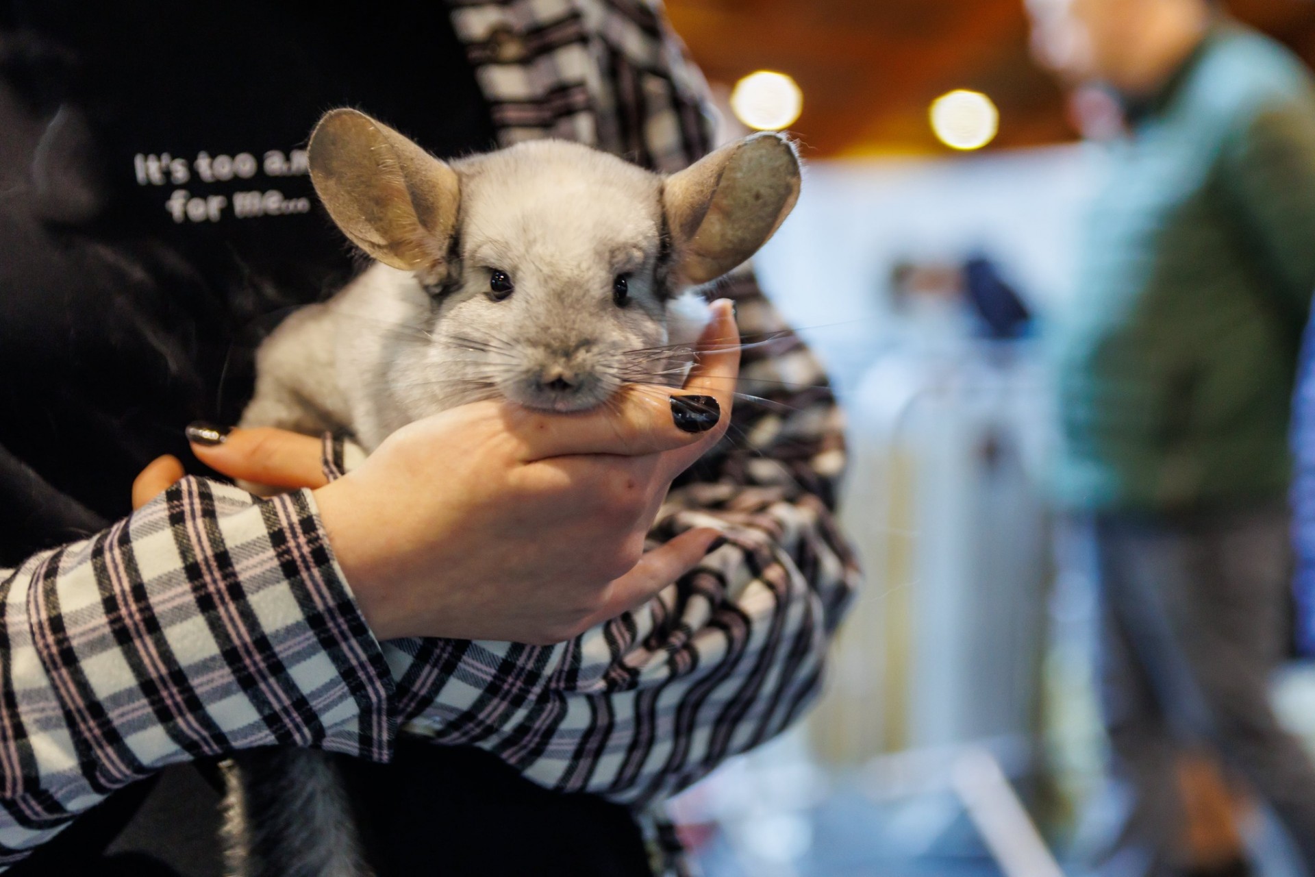 Retu šķirņu suņi un kaķi, truši un poniji, pundurkaziņas un zirnekļi, apburošs bruņurupucis - izstāde ZooExpo 2023  (Attēls 3)