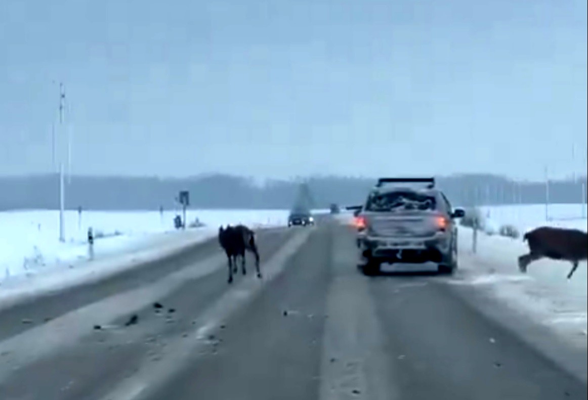 Morālais kroplis! Uz Saldus šosejas no braucoša auto šauj uz briežiem. Prezidents Rinkēvičs reaģē asi un kodolīgi (Attēls 1)