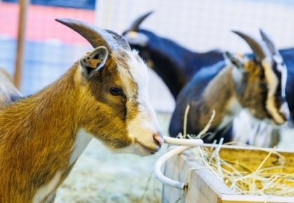 Retu šķirņu suņi un kaķi, truši un poniji, pundurkaziņas un zirnekļi, apburošs bruņurupucis - izstāde ZooExpo 2023 
